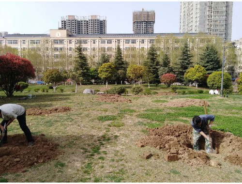 博鱼boyu体育官方平台：万源绿化树交易市场